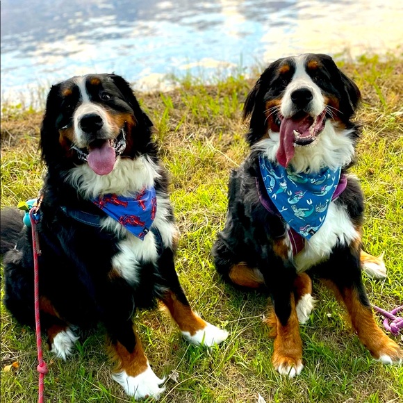 Meet your Posher, Kelsey - Picture 1 of 1